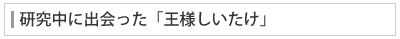 研究中に出会った「王様しいたけ」